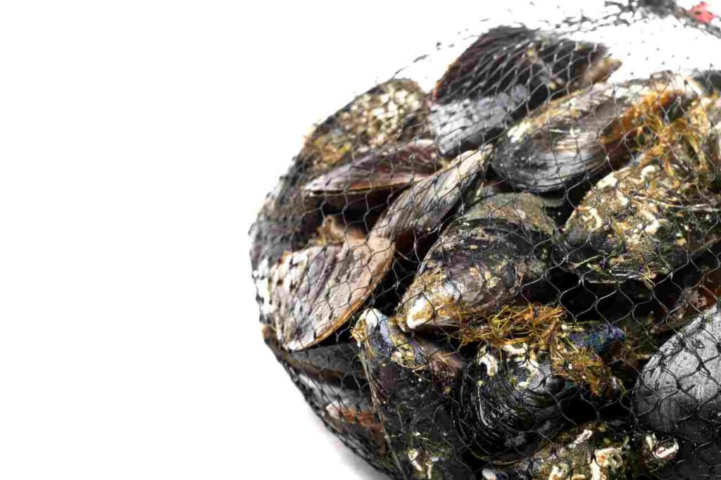 cozze appena pescate, come pulirle?